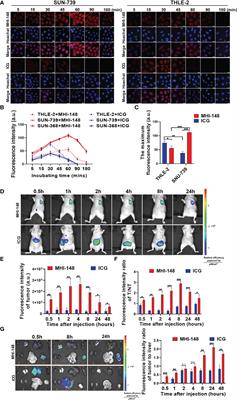 Near-infrared fluorescence imaging of hepatocellular carcinoma cells regulated by β-catenin signaling pathway